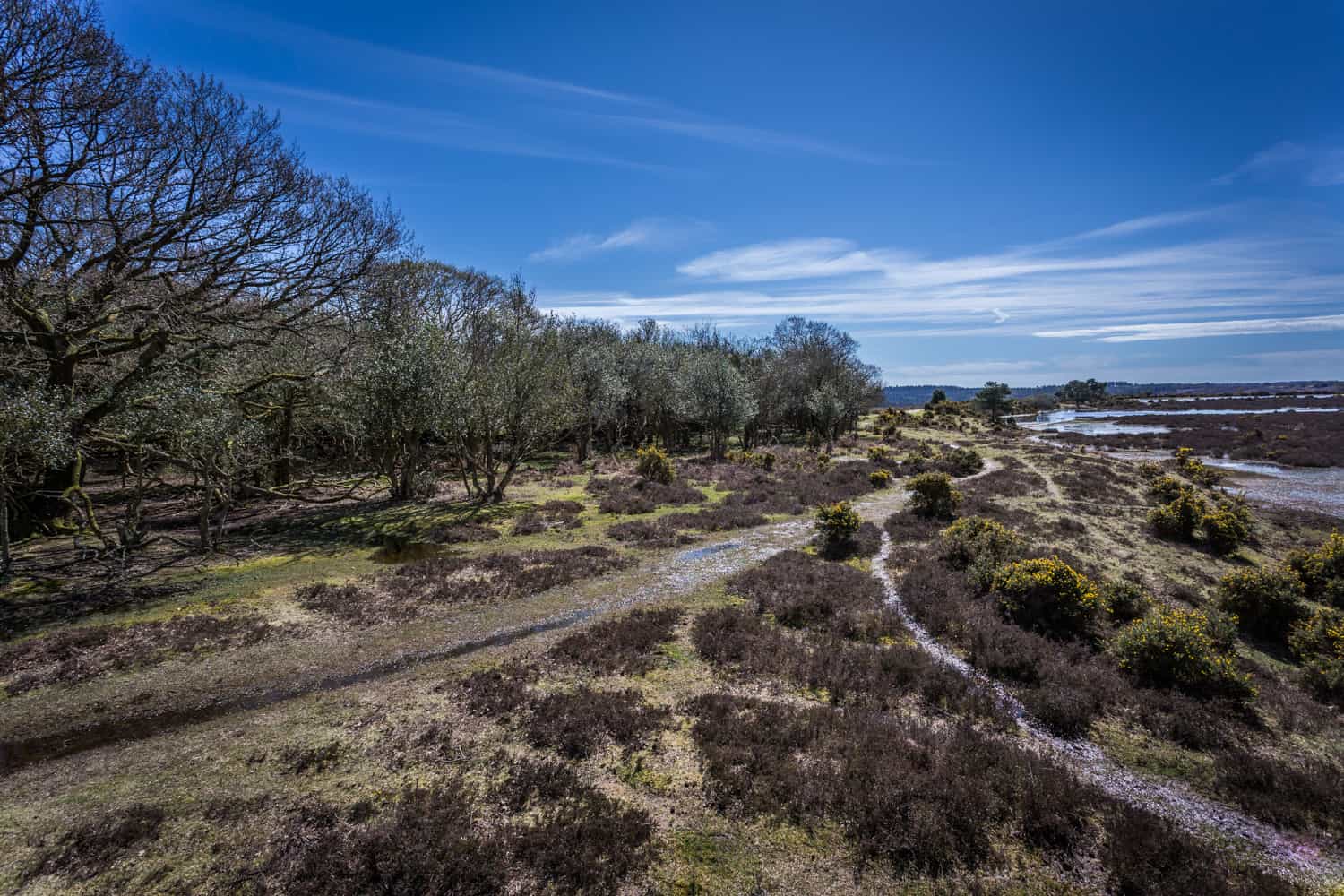 The New Forest, Hampshire – a typical early spring scene – Rick McEvoy ...