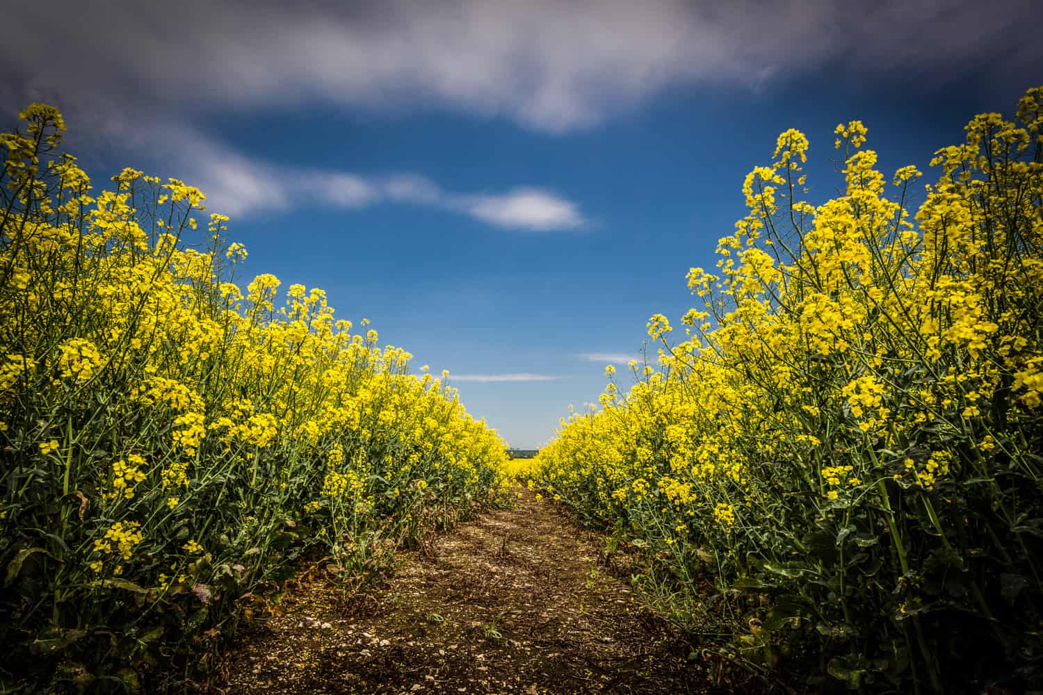  Hampshire Photography - Re-edit of the yellow field 