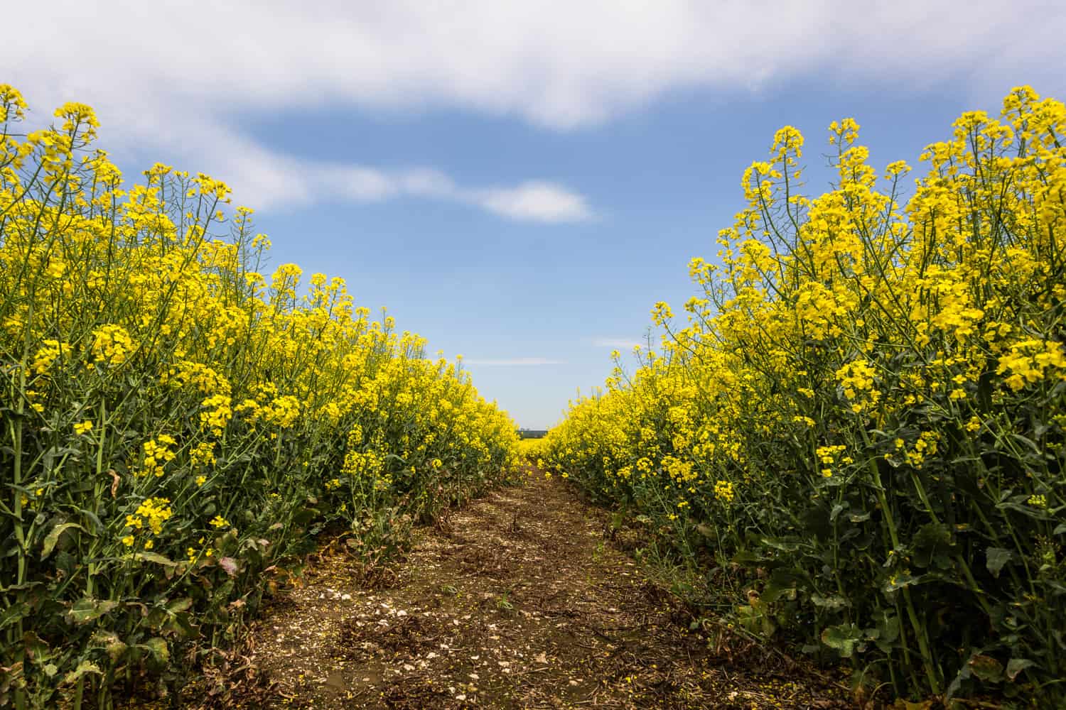  Yellow Field - original edit - Hampshire Photography by Rick McEvoy 