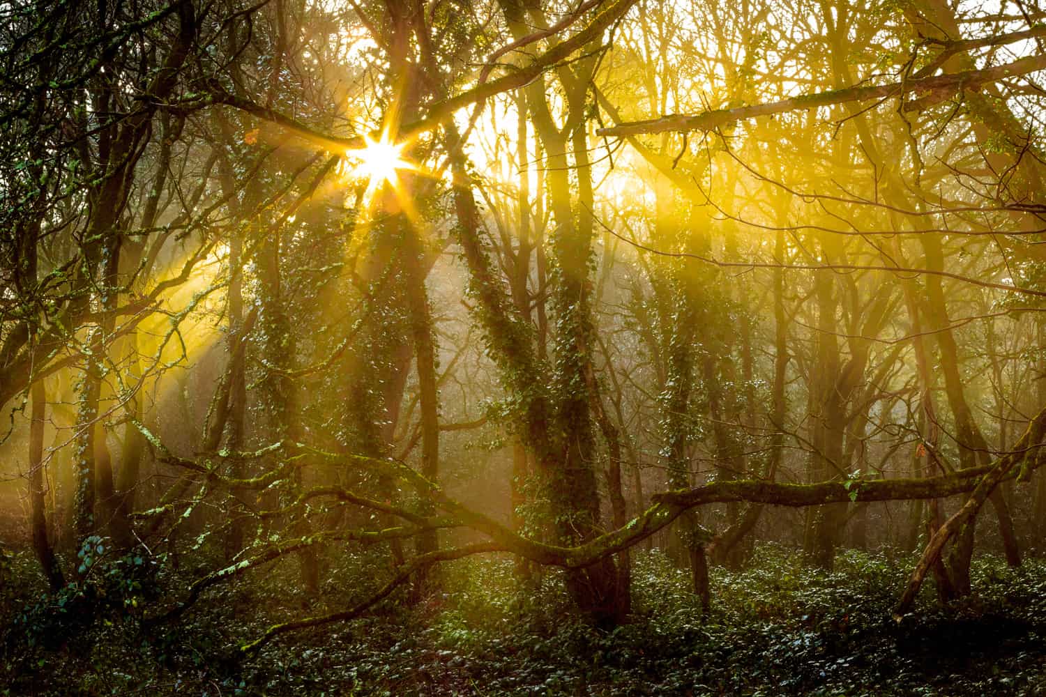  Delph Woods in Poole, Dorset 