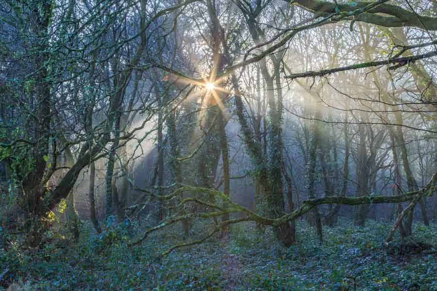 Delph Woods, Poole, Dorset