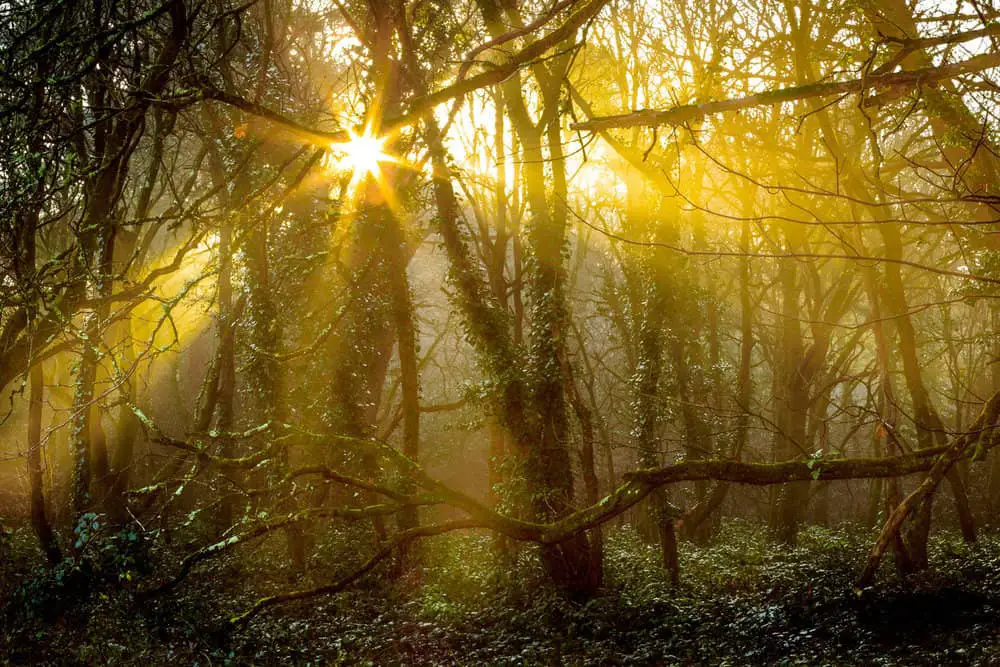 Delph Woods, Poole - landscape photography in Dorset