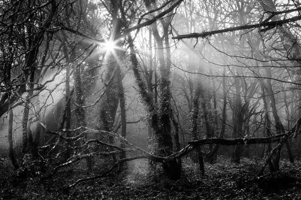 Delph Woods by Rick McEvoy landscape photographer in Dorset 01 301216.jpg