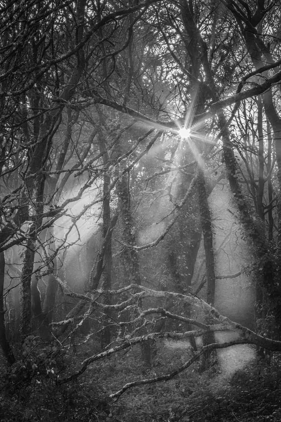 Delph Woods by Rick McEvoy landscape photographer in Dorset 02 301216.jpg