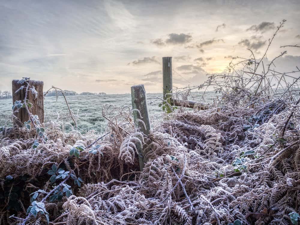 Winter scene in Dorset