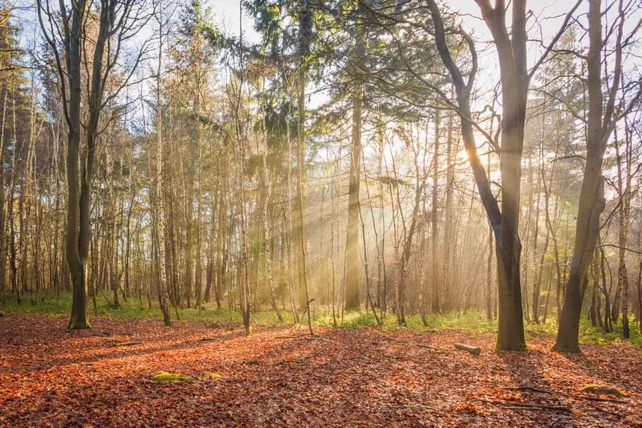 Lovely diffused light through the trees at Vyne