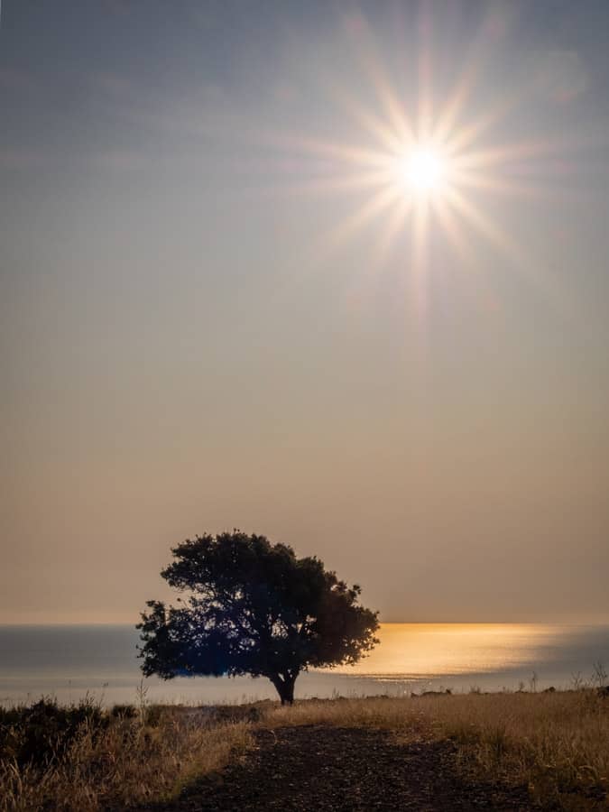 Sun and tree at sunrise on Rhodes