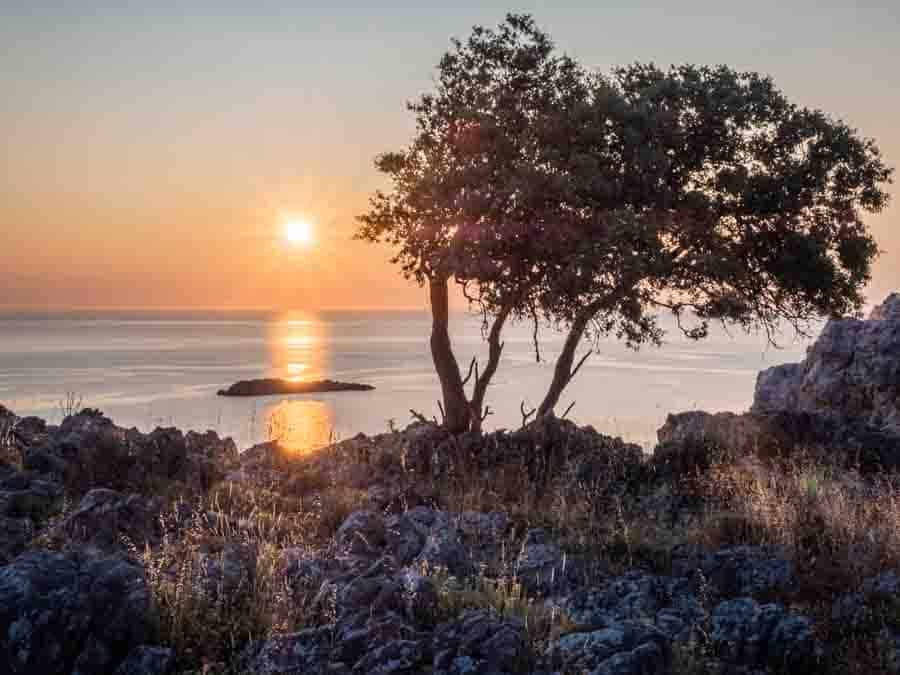 Tree at sunrise on Rhodes Greece